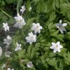 anemone sylvestris